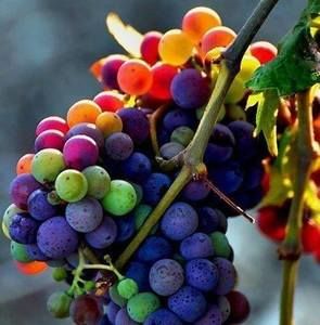 Meet your Posher, Pamela